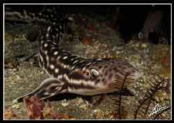 coral cat shark during night dive in Komodo national park by Adriano Trapani 